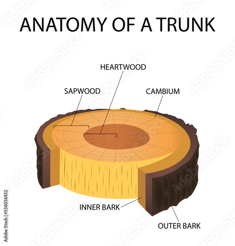 illustration of biology and plant kingdom, layer of wood, cambium layer lies between the outer bark and inner bark of a tree, Cross section of a tree, anatomy of a trunk