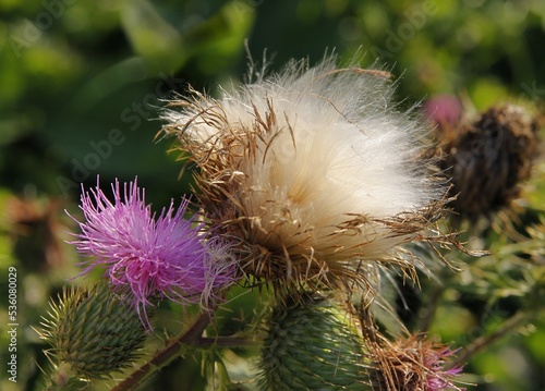 purple flowers and white blow-ball with seed of thistle thorny plant