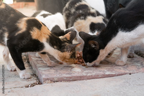 colonia de gatos callejeros comen sobre el suelo