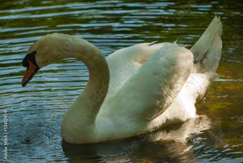 cisnes