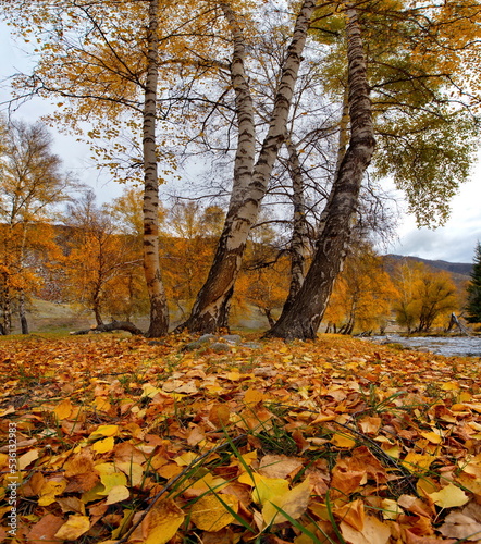 Russia. The South of Western Siberia, the Altai Mountains. Yellow birches in late autumn on the banks of the Bolshoy Ilgumen River near the village of Kupchegen.