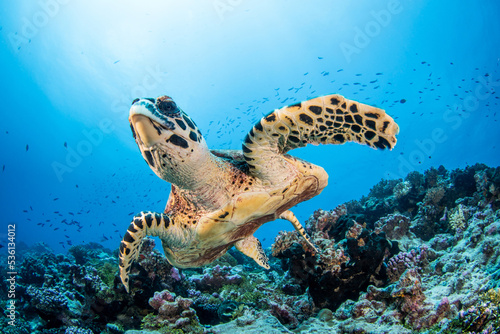 Hawksbill sea turtle
