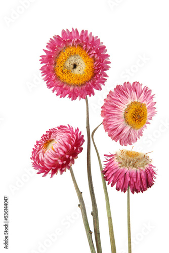 Dried strawflowers isolated on white background. Colorfull garden flowers everlasting daisies Xerochrysum bracteatum.