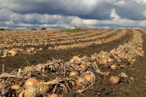 Onion field. Preparation of the field for harvesting onions.