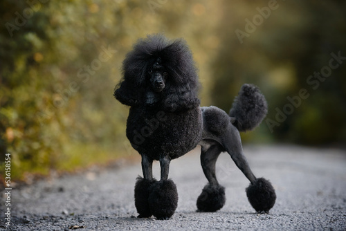 Miniature poodle puppy show dog stack portrait