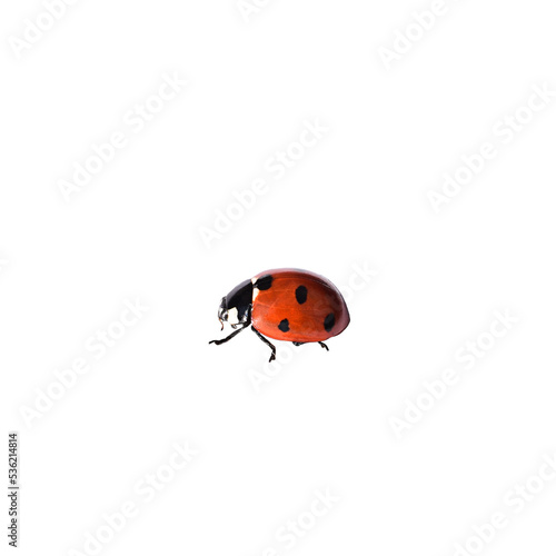 Red ladybug isolated cutout on transparent