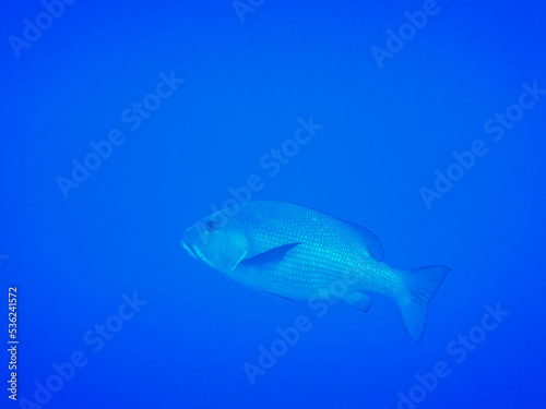 large common dentex fish in blue water from egypt side view