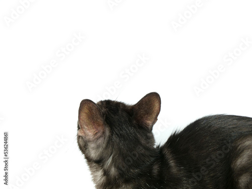 宙を見つめる黒い猫