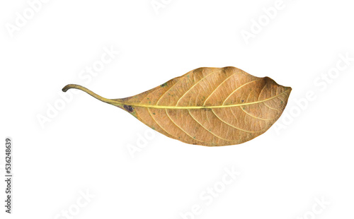Isolated back surface of old jackfruit leaf with clipping paths.