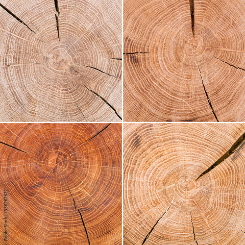 Cut tree log Wood texture background