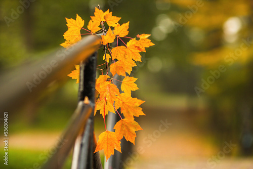 Jesień w parku - liście klonu