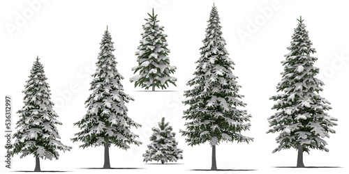 needle tree conifer pine tree winter snow 5