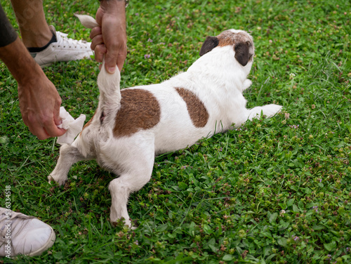 man cleaning the dog's anus after poop.