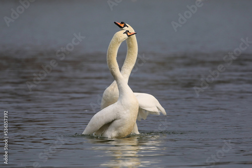 Two swans' mating courtship ritual on a lake in the Danube Delta.