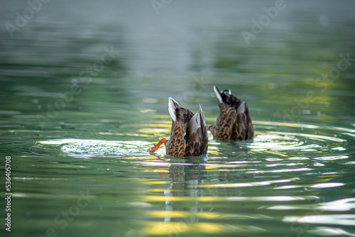 kacze kupry wystają z wody na stawie