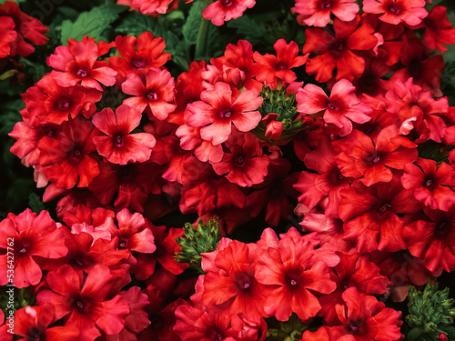 Beautiful flowers in garden centre in Hertfordshire, England, planting and gardening concept