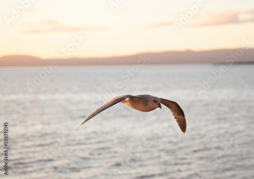 seagulls flying at sunset in the coast of Svalbard islands, Norway