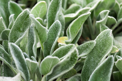 Closeup of silvery shaggy leaves of lamb's-ear plants or stachys byzantina, stachys lanata, woolly hedgenettle