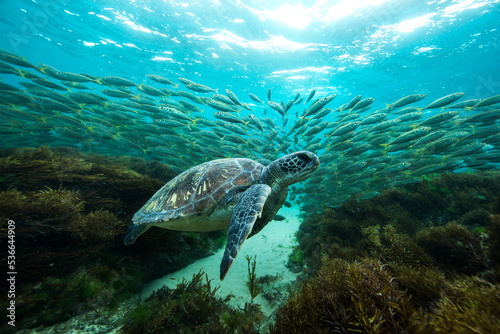 A green sea turtle swims over the Great Barrier Reef on LAdy Elliot Island on the Southern Great Barrier Reef in Queensland Australia.