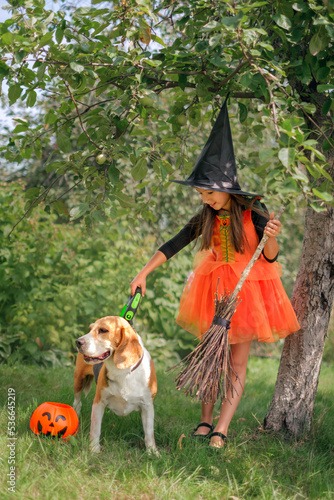 A lady in a witch costume leads a dog on a leash on Halloween eve. Trick or Treat