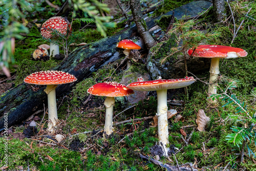 Many red toadstools (Amanita Muscaria) with white spots in the forest
