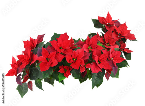 Christmas poinsettia red flowers in a floral wave isolated on white