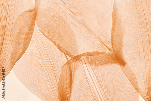 Nature abstract of flower petals, beige transparent leaves with natural texture as natural background or wallpaper. Macro texture, color aesthetic photo with veins of leaf, botanical design.