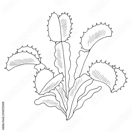 Venus flytrap plant graphic black white isolated sketch illustration vector 