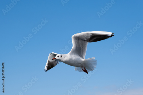 Gaviotas sobre el Bósforo, Estambul.