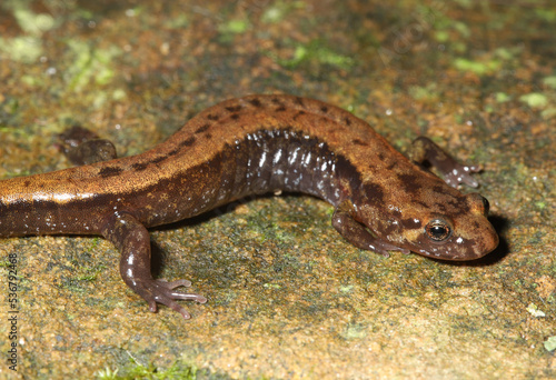 Allegheny Mountain dusky salamander (Desmognathus ochrophaeus) from northeast Ohio. 