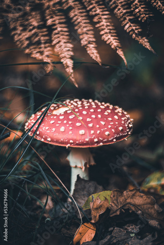 Amanita muscaria, muchomor czerwony