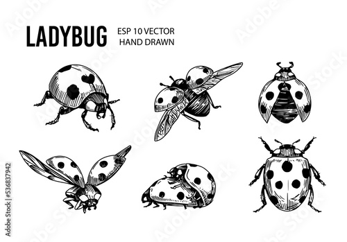 Ladybug sketch. Hand drawn vector illustration