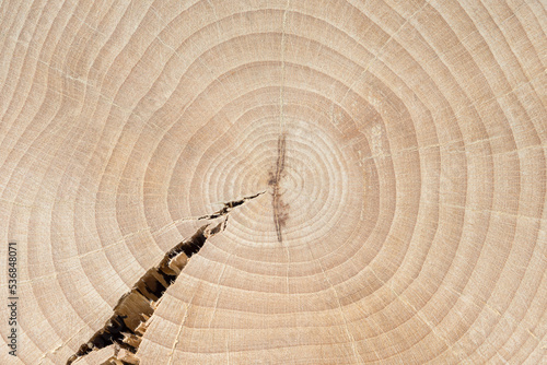 Cracked cross-section of a beech tree. Annual growth rings. Tree anatomy. Wood grain. Abstract background