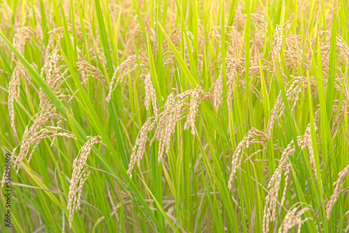 収穫時期で黄色く色付いた稲