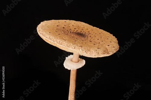 Macrolepiota procera parasol mushroom isolated on black background, brown mushroom with big agaric gills cap and high stripe. Edible parasol mushroom with ring around stipe, natural vegetarians diet