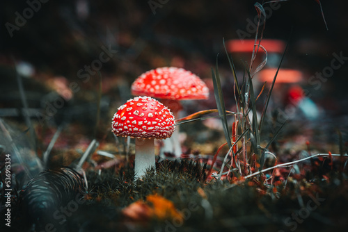 Closeup of wild mushrooms growing in Bavarian forests, Germany