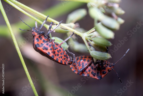 Couple of Graphosoma lineatum bugs mating on a plant on a sunny day
