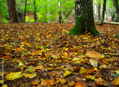 mushrooms in autumn forest