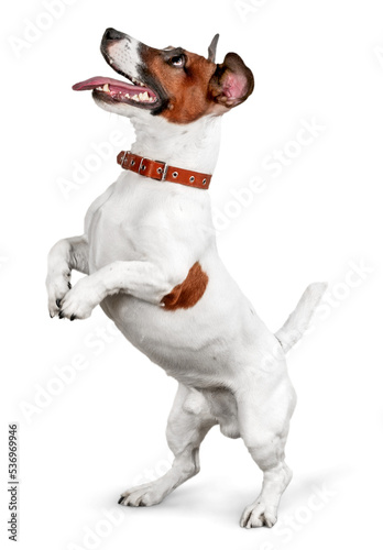 Cute small dog Jack Russell terrier on white background