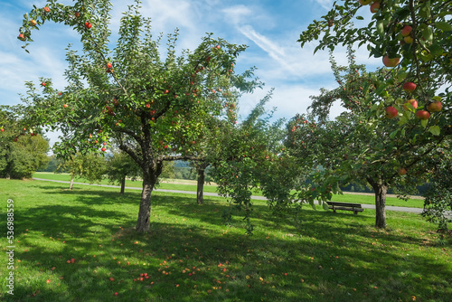 View of an orchard in the Taunus in Hesse/Germany with an apple tree on a sunny autumn day