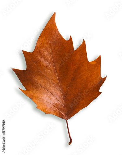 Autumn brown leaf isolated on white with shadow.