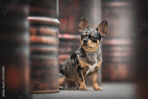 Cute merle mixed breed dog posing in urban landscape
