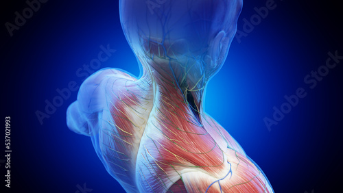 3d rendered medical illustration of the neck muscles