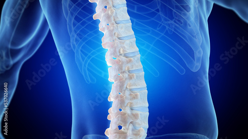 3d rendered medical illustration of the posterior lumbar spine