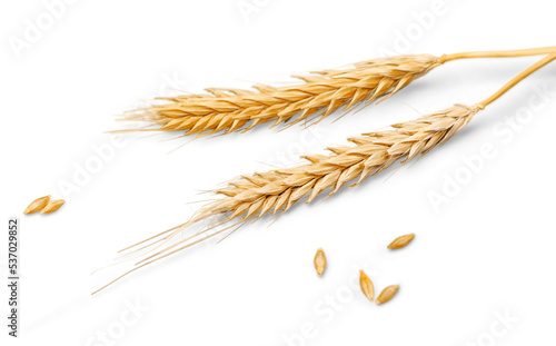 Closeup of Golden Barley , Wheat Plants