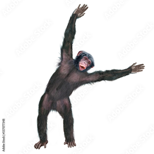 chimpanzé, attitude, mouvement, gesticule, singe, expression, mammifère, jardin zoologique, illustration, animal, fourrure, bonobo, nature, sauvage, faune, drôle, 