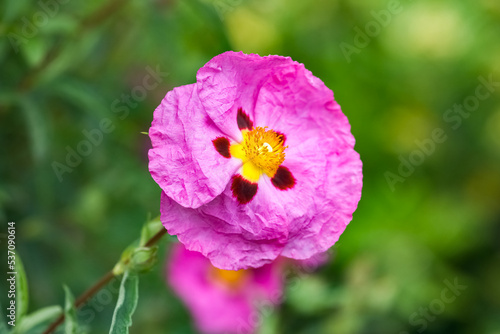 A pink cistus in the garden in summer, macro 