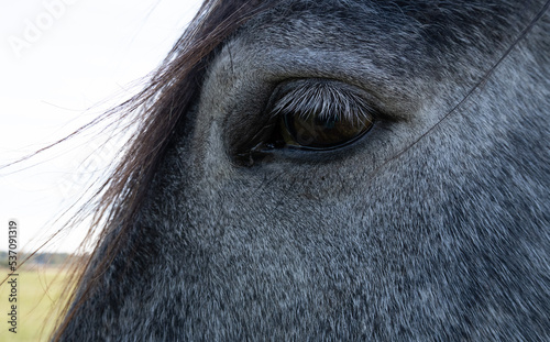 horse's eye and eyelashes close-up