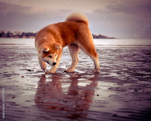 chien akita sur une plage