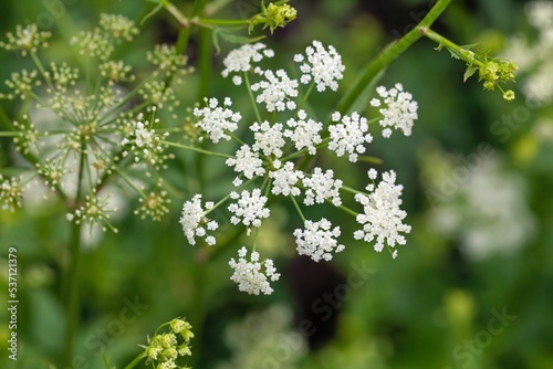 Flower of a skirret, Sium sisarum